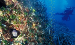 posidonia posidonia