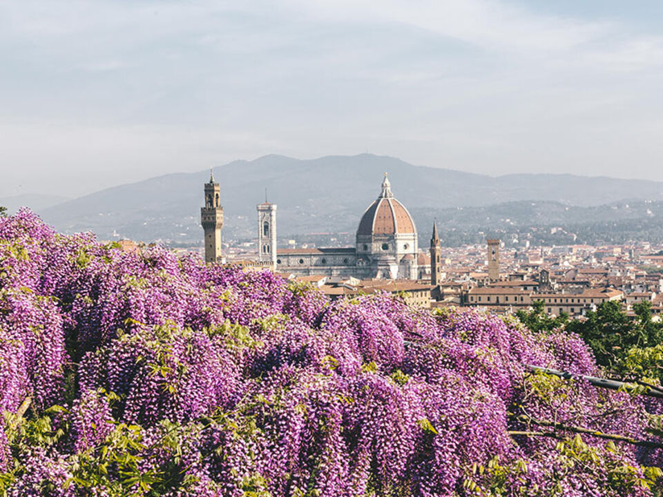 Nella foto, glicini al “  Giardino  Bardini” a Firenze ( fonte : Grandi Giardini Italiani)

